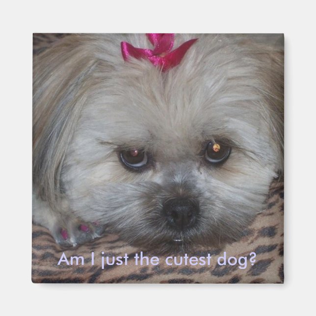 Daisy Pc, är jag bara den finaste hund? Magnet (Framsidan)