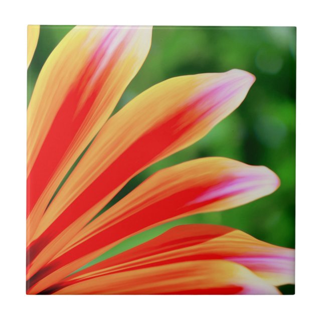 Daisy Petals Kakelplatta (Framsidan)