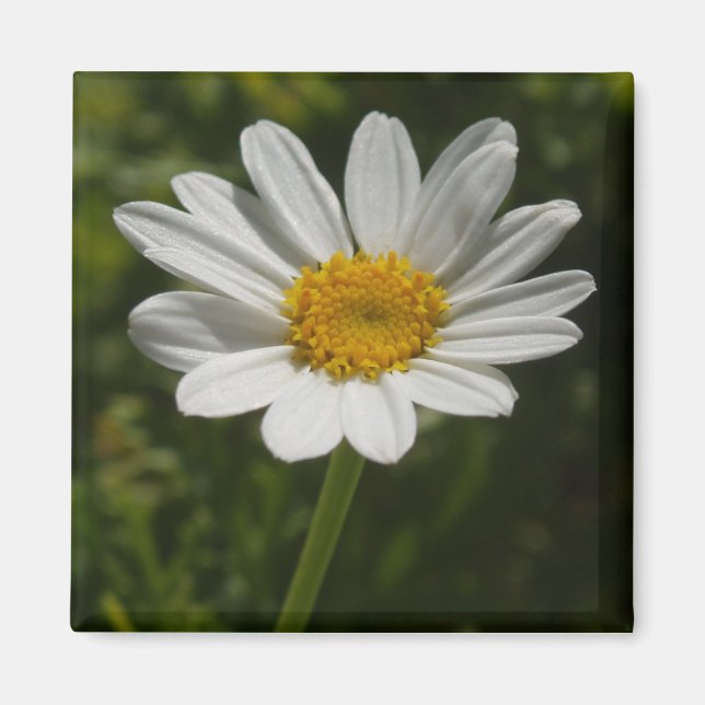 Daisy Photo Magnet (Framsidan)