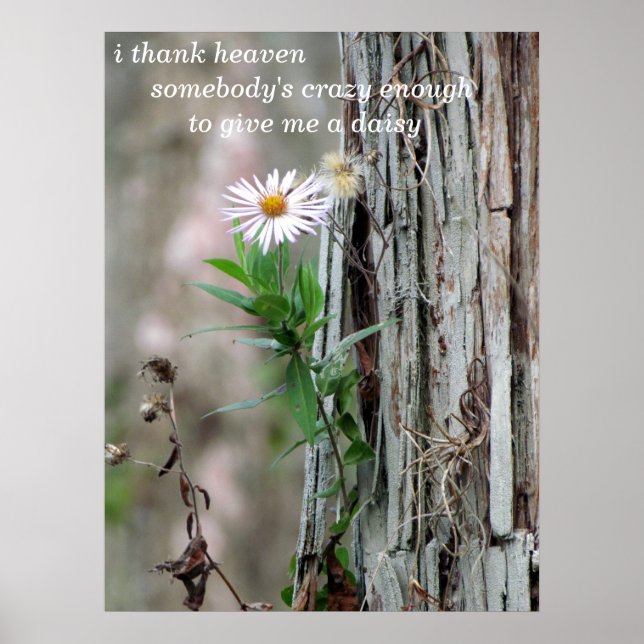 Daisy Photo Poster (Framsidan)