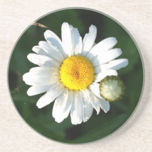 Daisy Photo Sandstone Drink Coaster Underlägg