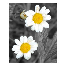 Daisy Poster