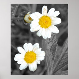 Daisy Poster