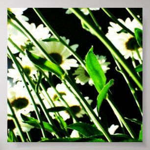 Daisy Poster
