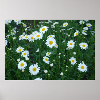 Daisy Poster
