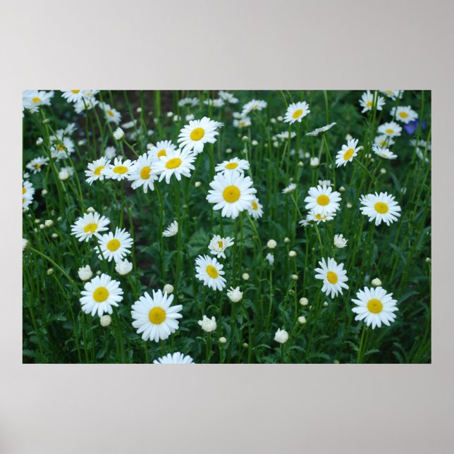 Daisy Poster (Framsidan)