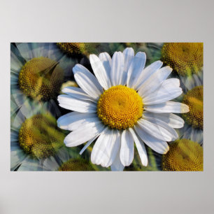 DAISY POSTER