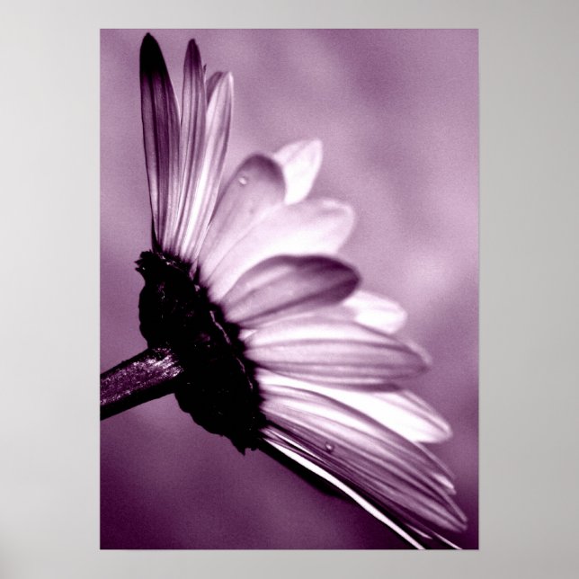 Daisy Poster (Framsidan)