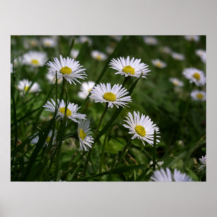 Daisy Poster