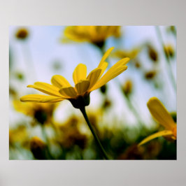 Daisy Poster