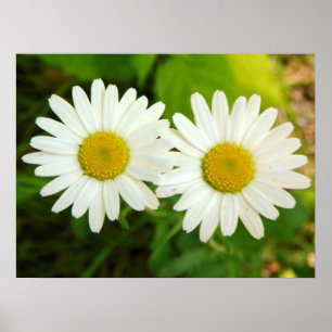 Daisy Poster
