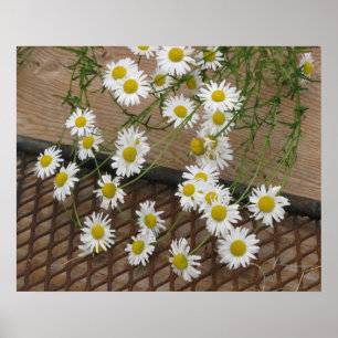 Daisy Poster