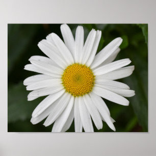 Daisy Poster