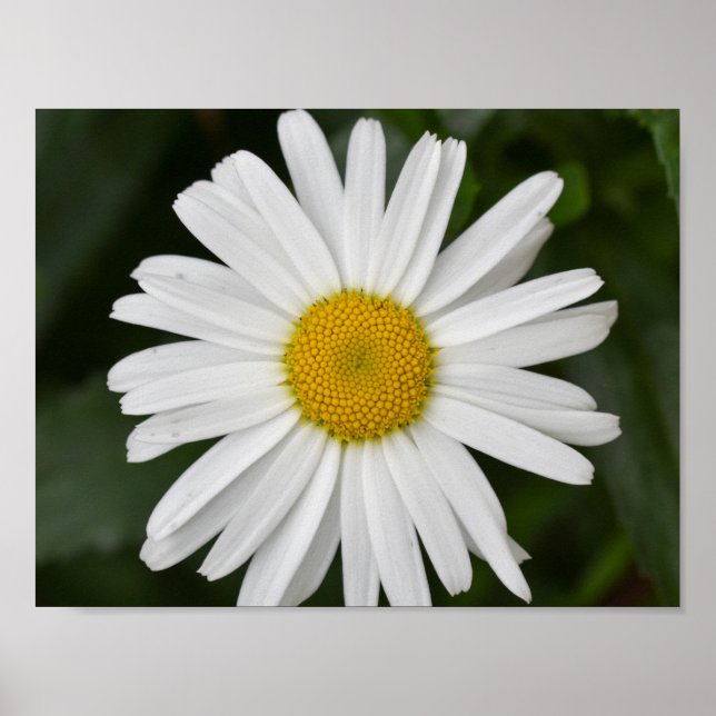 Daisy Poster (Framsidan)