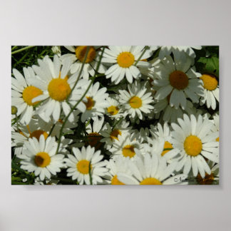 Daisy Poster