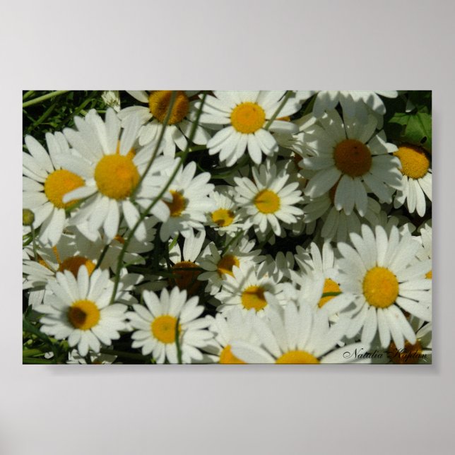 Daisy Poster (Framsidan)