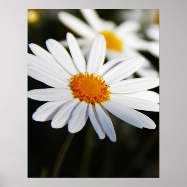 Daisy Poster (Framsidan)