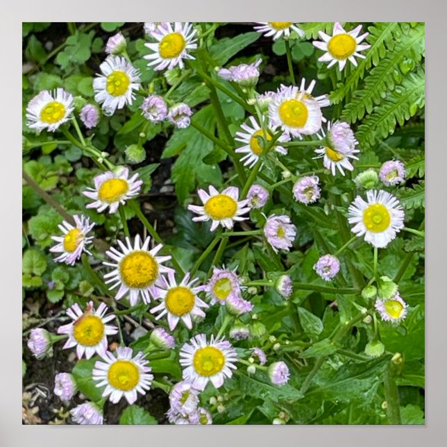 Daisy - Poster foto (Framsidan)