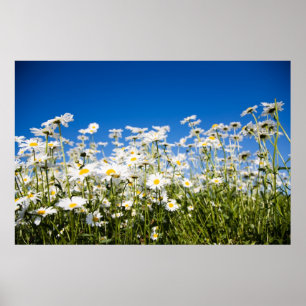 Daisy poster/kanvastryck poster