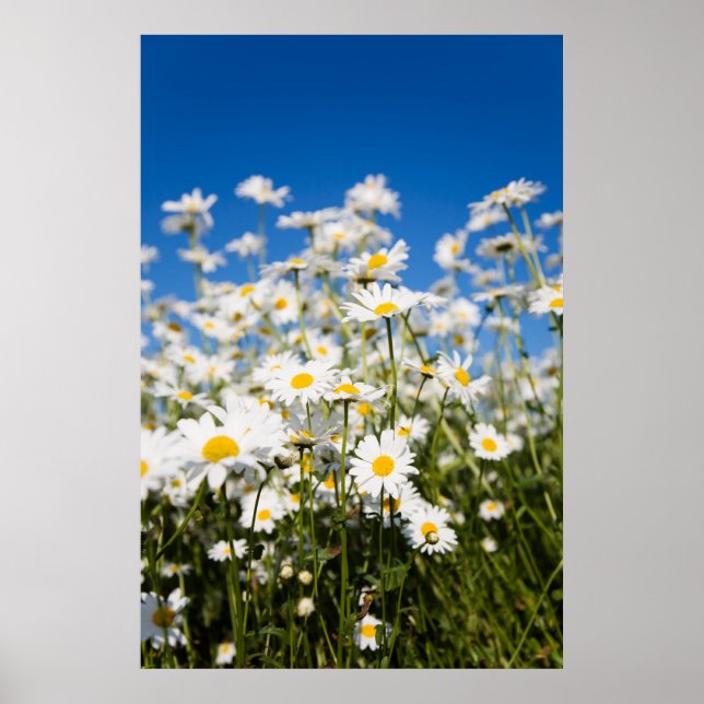 Daisy poster/kanvastryck poster (Framsidan)