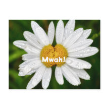 Daisy Puss Kiss Födelsedag Valentine Kärlek Hälsni