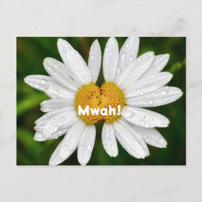 Daisy Pussar Födelsedag Valentine Kärlek Hälsning  Vykort (Framsida)