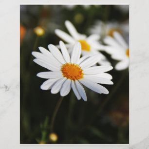 Daisy Reklamblad
