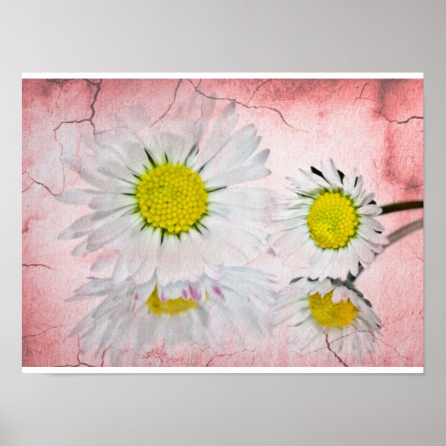 Daisy Rosa  Blommor Elegant Chic Modern Blomma Poster (Framsidan)