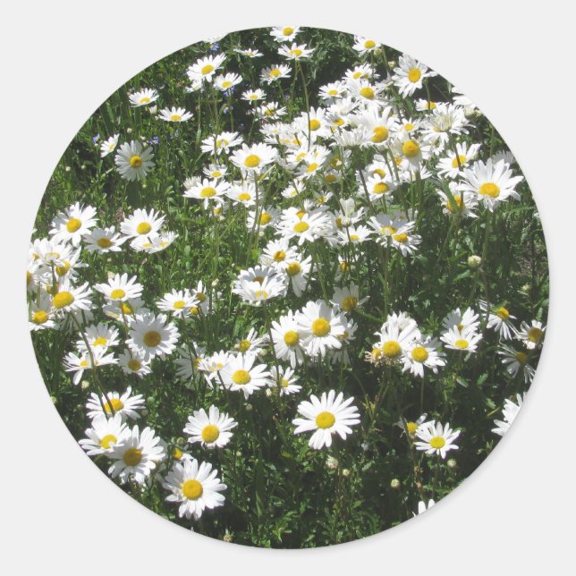 Daisy Runt Klistermärke (Framsida)