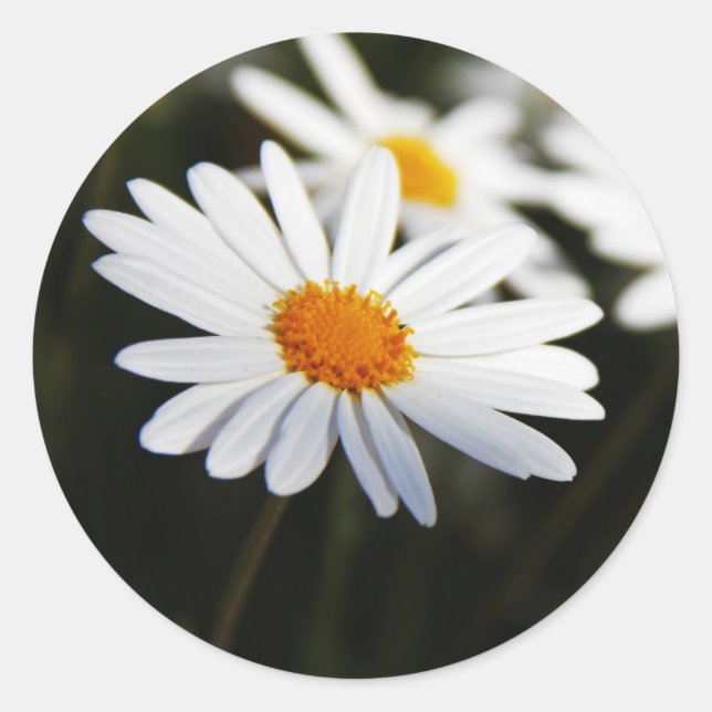 Daisy Runt Klistermärke (Framsida)