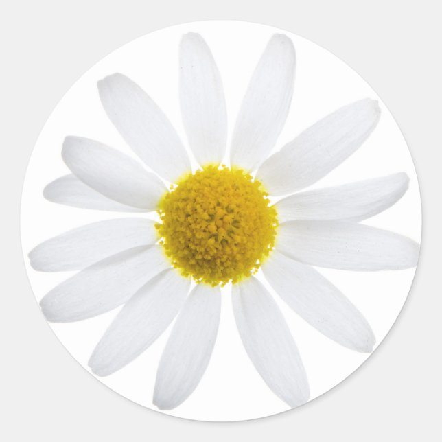 Daisy Runt Klistermärke (Framsida)