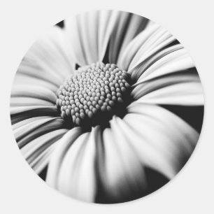 Daisy Runt Klistermärke