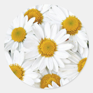 Daisy Runt Klistermärke