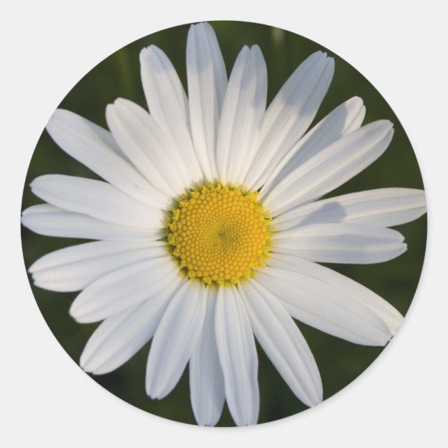 Daisy Runt Klistermärke (Framsida)