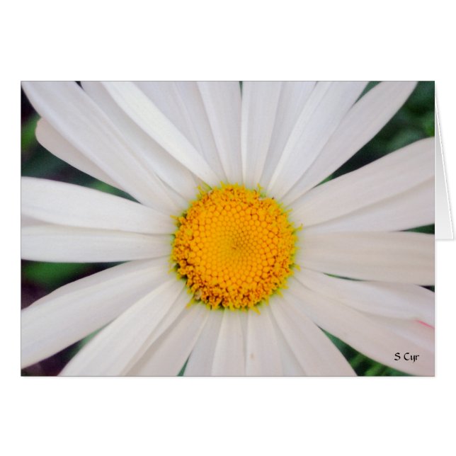 Daisy, S-cyr Hälsningskort (Framsidan Horizontal)