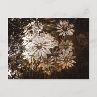 Daisy, Sepia, Grunge Vykort