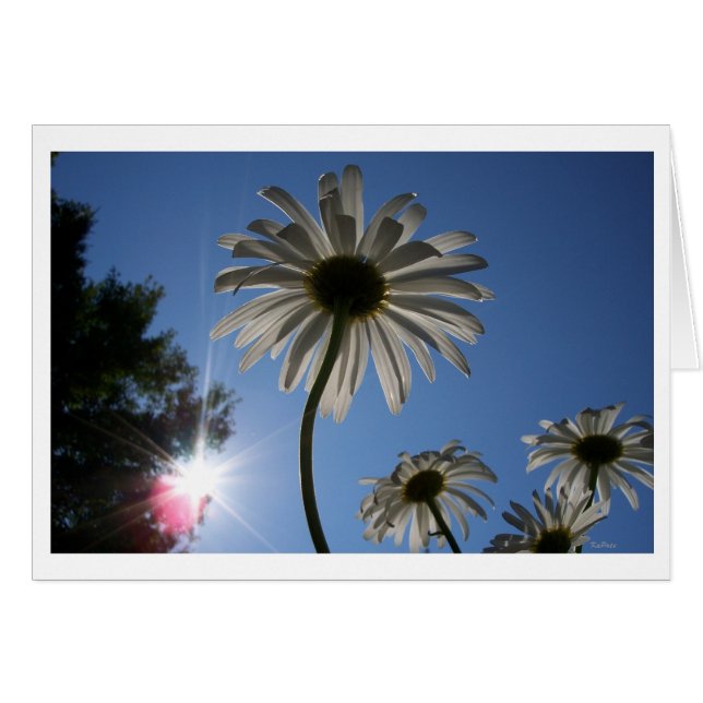 Daisy som når Himlar Hälsningskort (Framsidan Horizontal)