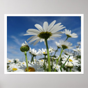 Daisy som närmar sig Himlar Poster