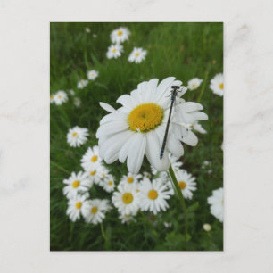 Daisy stäng och Damselfly DIY-vykort Vykort