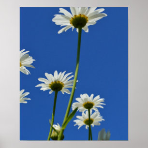 Daisy Stems Blå himmel Photo Poster