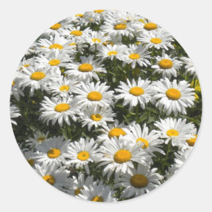 Daisy Stickers Runt Klistermärke