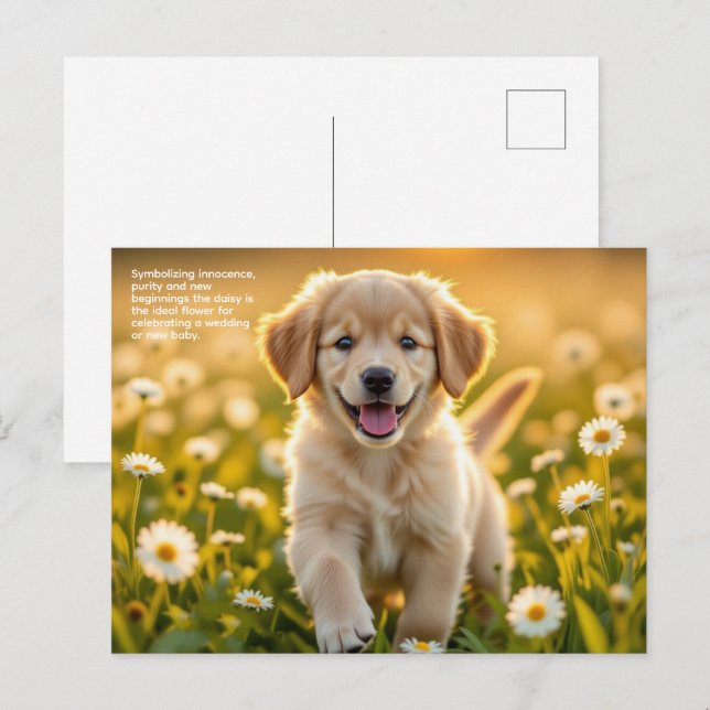 Daisy Symbolism Vykort (Fram/baksida)