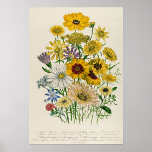 Daisy, tallrik 31 från Damen Poster