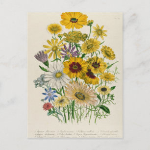 Daisy, tallrik 31 från Damen Vykort