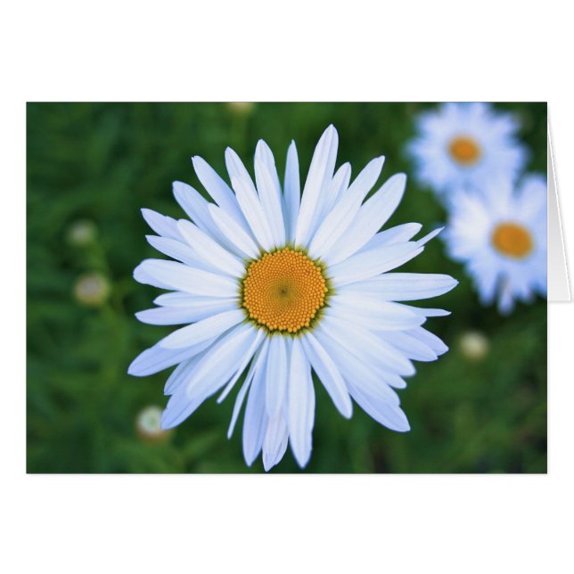 Daisy tomt kort (Framsidan Horizontal)