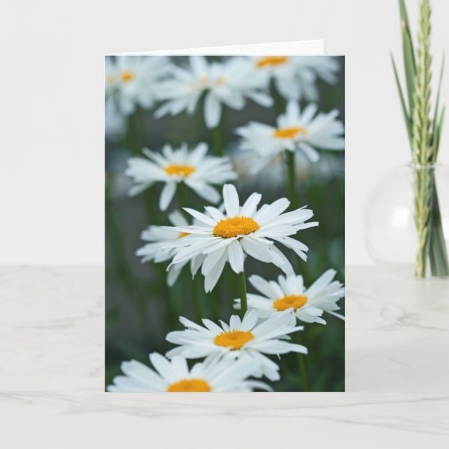 Daisy tomt kort (Framsida)