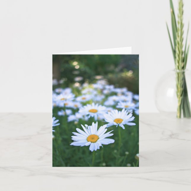 Daisy tomt kort (Framsida)