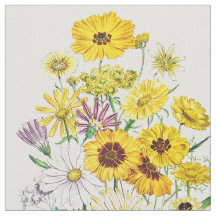 Daisy