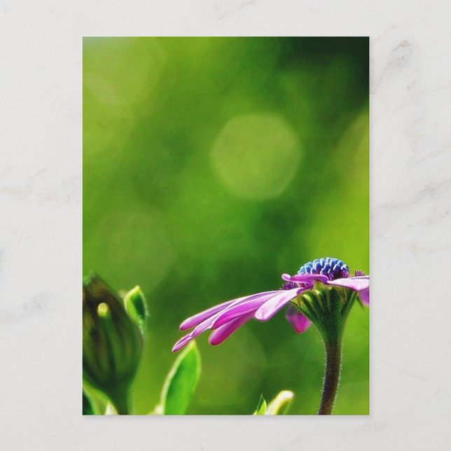 Daisy ut på min balkony vykort (Framsida)