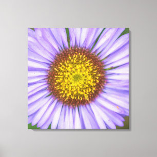 Daisy vid sjösidan canvastryck